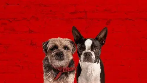 Strays