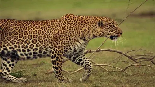 Die Leopardin