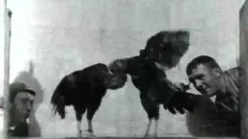 Cock Fight, No. 2