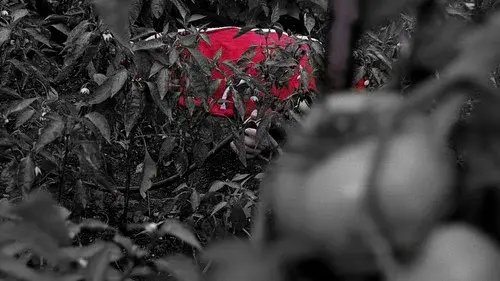 Traces of Darkness