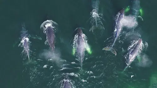 Les super-prédateurs des mers