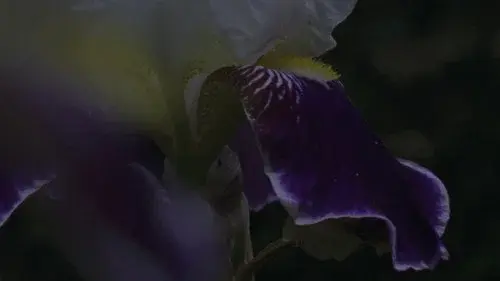 Flower Bed