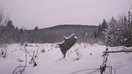 Wild Feast