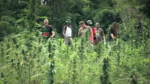 Strain Hunters