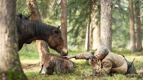 Wild Horses, the Rockies and Me