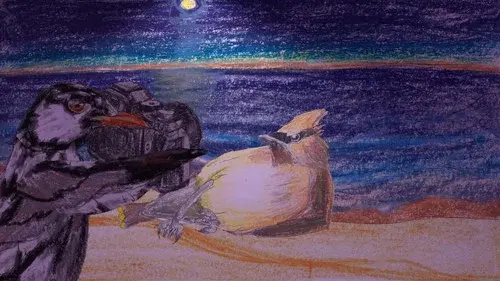 Viel Kalkül, wenig Romantik: Das Balzverhalten unserer Vögel