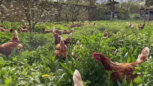 Die Bio-Revolution - Die Karriere der ökologischen Landwirtschaft