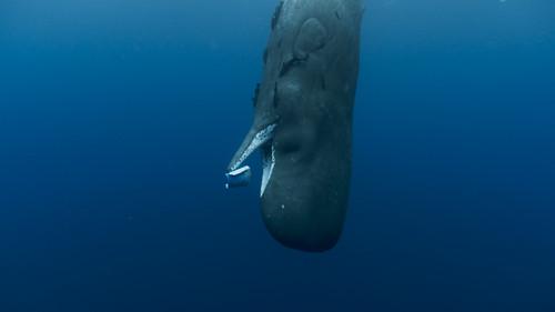 Whale Nation