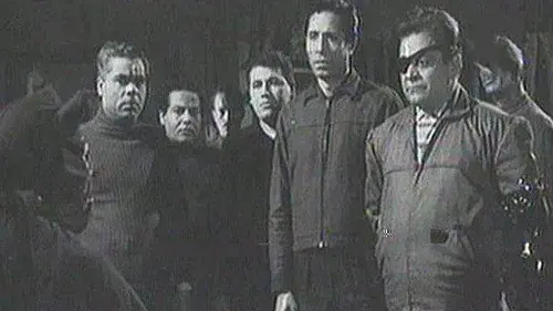 القط الأسود