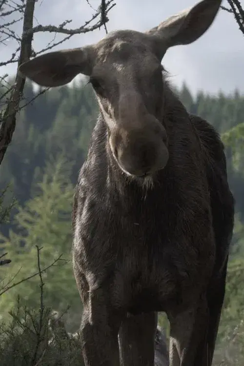 AMOOSED: losí odysea