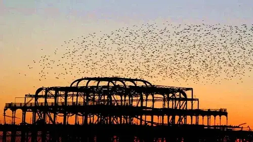 Swarm: Nature's Incredible Invasions