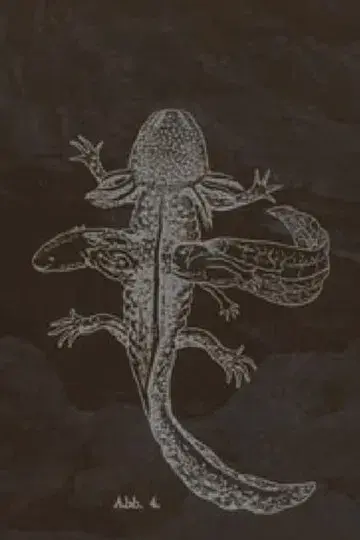 The Axolotl Stories-encounter