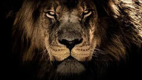 Big Cats