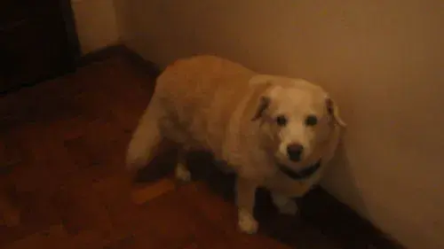 Miranda: Natureza Maligna 2