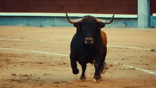 Toro