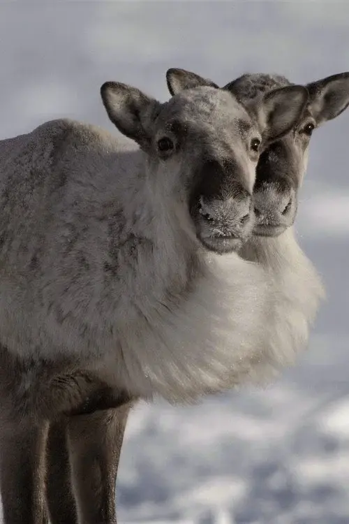 Caribou Nation