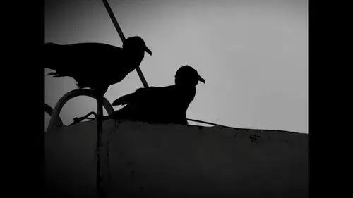 Urubu(s)