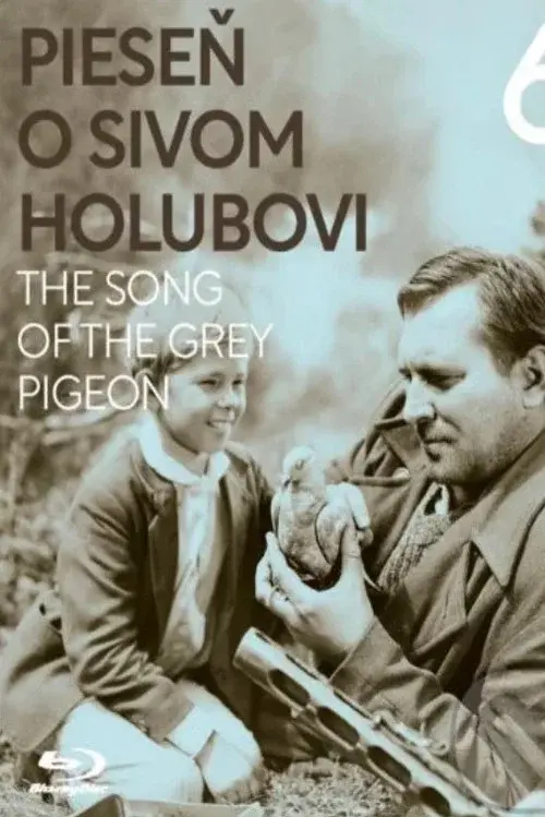 Pieseň o sivom holubovi