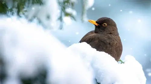 Winter Wonderland