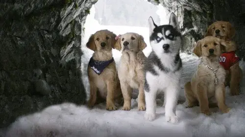 Snow Buddies