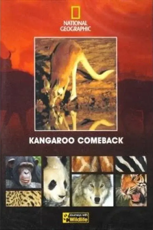 Kangaroo Comeback