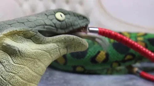 Stoner Snakes