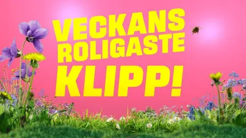 Veckans roligaste klipp