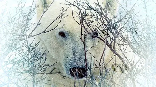 Where the Polar Bears Wait