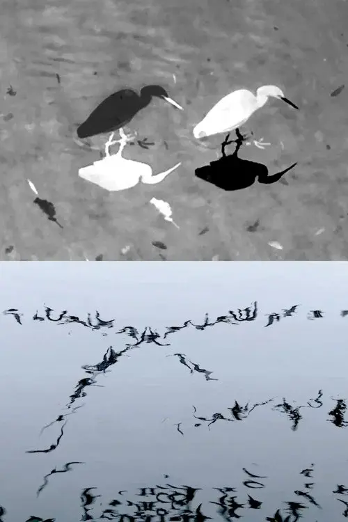 Animal Studies (Egret / Seagull Reflection / Midges / Spider / Swans in a Line)