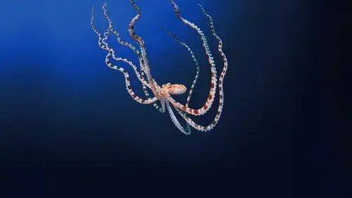Secrets of the Octopus