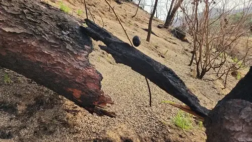 Scorched Stone, Rolling