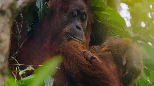 Orangutan