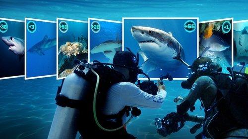 All the Sharks