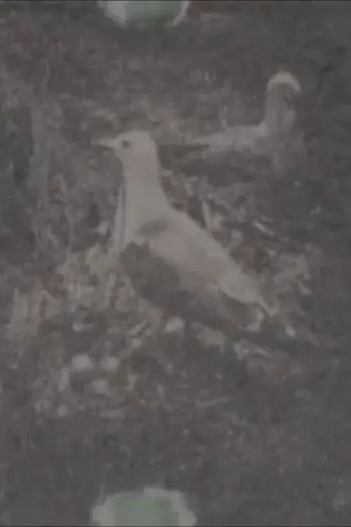 孤島の楽園, 上