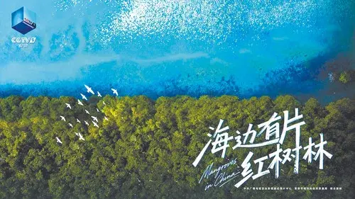 海边有片红树林