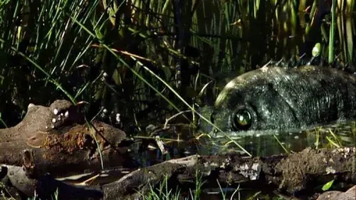 Razortooth