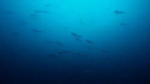 Oceans