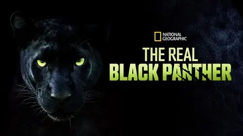 The Real Black Panther
