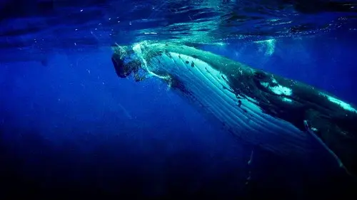Whale Guardian