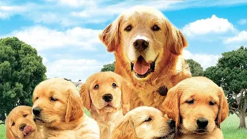 The Retrievers