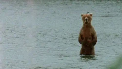 Bear Wars