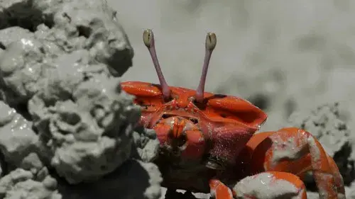 Le Petit Peuple des rivages