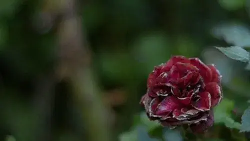 Las memorias humanas del jardín rojo