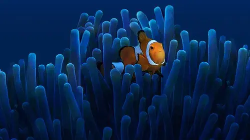 Australia's Ocean Odyssey: A journey down the East Australian Current