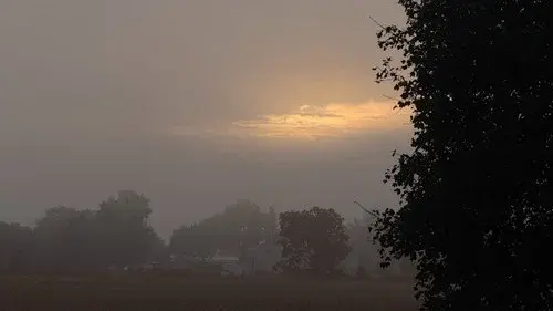 The Fog