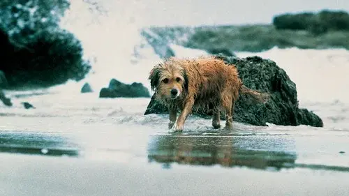 Benji the Hunted
