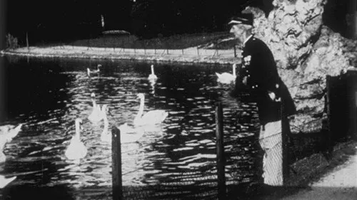 Swans