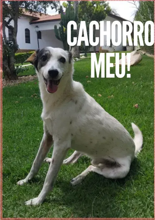 Cachorro Meu!