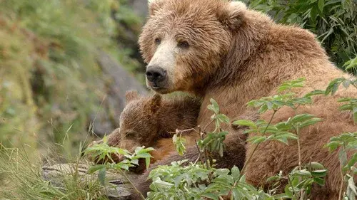 Alaska's Giant Bears