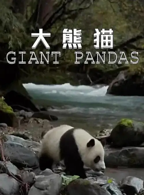 大熊猫